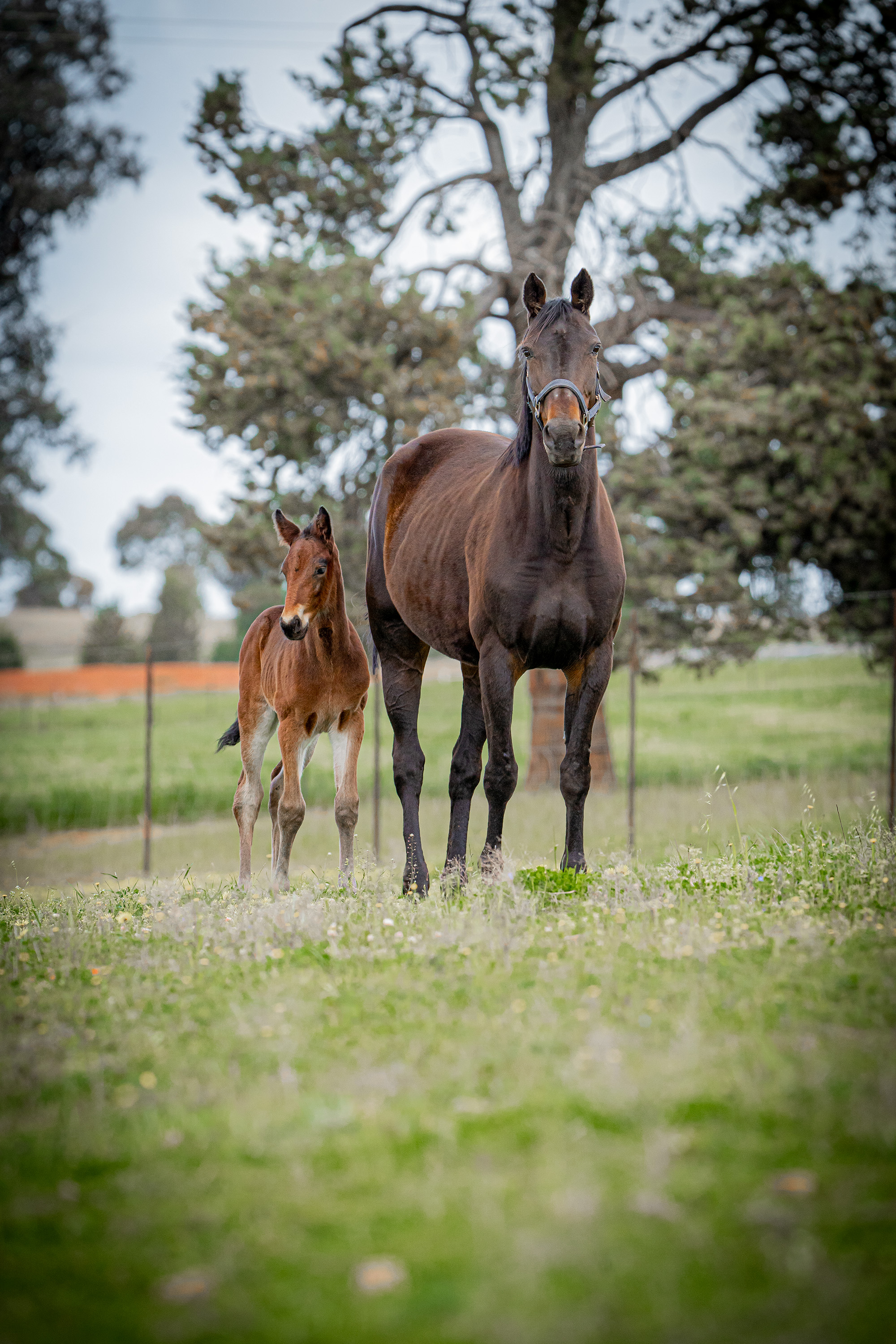 Prepare for the breeding season with HRNSW's successful Breed NSW Scheme